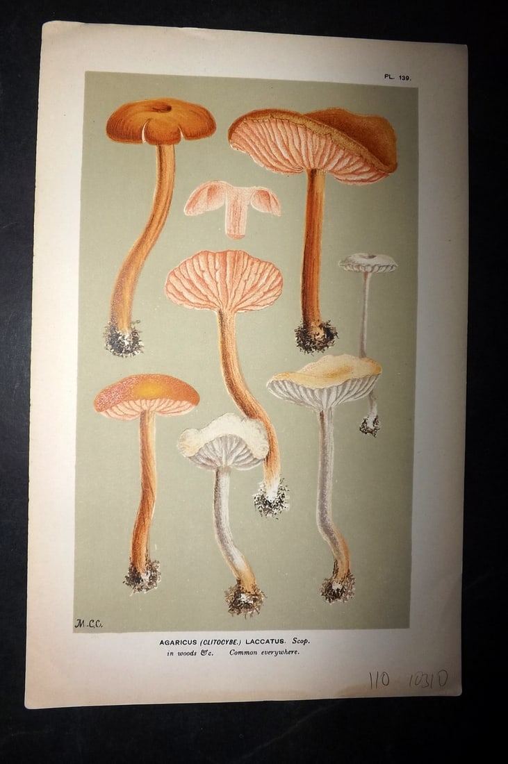 Cooke, Mordecai 1881 Antique Mushroom Print. Agaricus Laccatus 139: Chromolithograph Published 1881-1891, London for "Illustrations to British Fungi" by Mordecai Cubitt Cooke. Paper Size: 9 x 6 inch (23 x 15cm) Good Condition