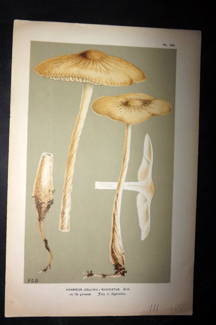 Cooke, Mordecai 1881 Antique Mushroom Print. Agaricus Radicatus 140: Chromolithograph Published 1881-1891, London for "Illustrations to British Fungi" by Mordecai Cubitt Cooke. Paper Size: 9 x 6 inch (23 x 15cm) Good Condition