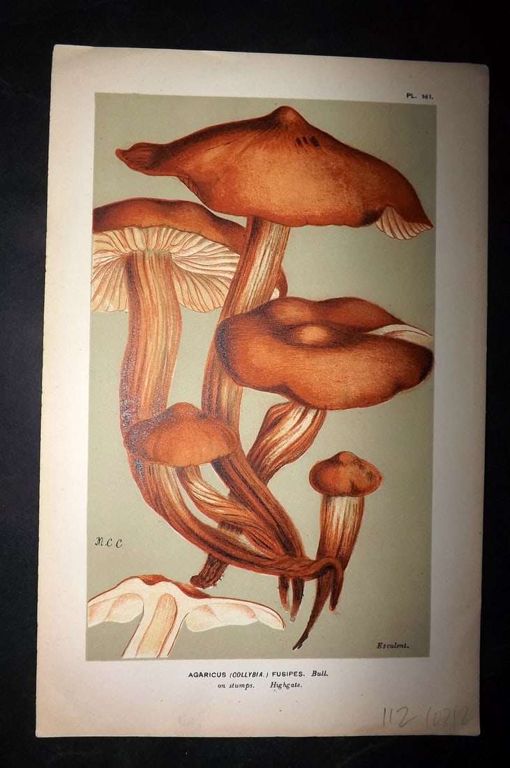Cooke, Mordecai 1881 Antique Mushroom Print. Agaricus Fusipes 141 (1 of 1)