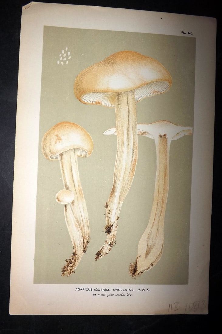 Cooke, Mordecai 1881 Antique Mushroom Print. Agaricus Maculatus 142: Chromolithograph Published 1881-1891, London for "Illustrations to British Fungi" by Mordecai Cubitt Cooke. Paper Size: 9 x 6 inch (23 x 15cm) Good Condition