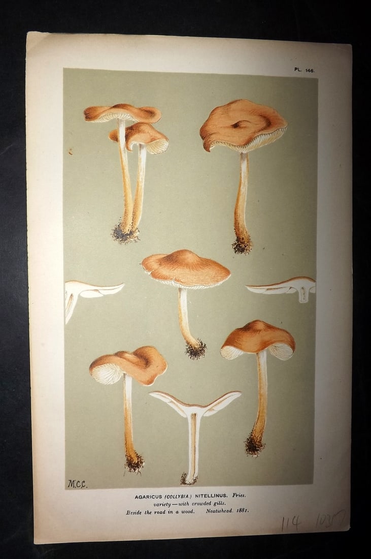 Cooke, Mordecai 1881 Antique Mushroom Print. Agaricus Nitellinus 146: Chromolithograph Published 1881-1891, London for "Illustrations to British Fungi" by Mordecai Cubitt Cooke. Paper Size: 9 x 6 inch (23 x 15cm) Good Condition