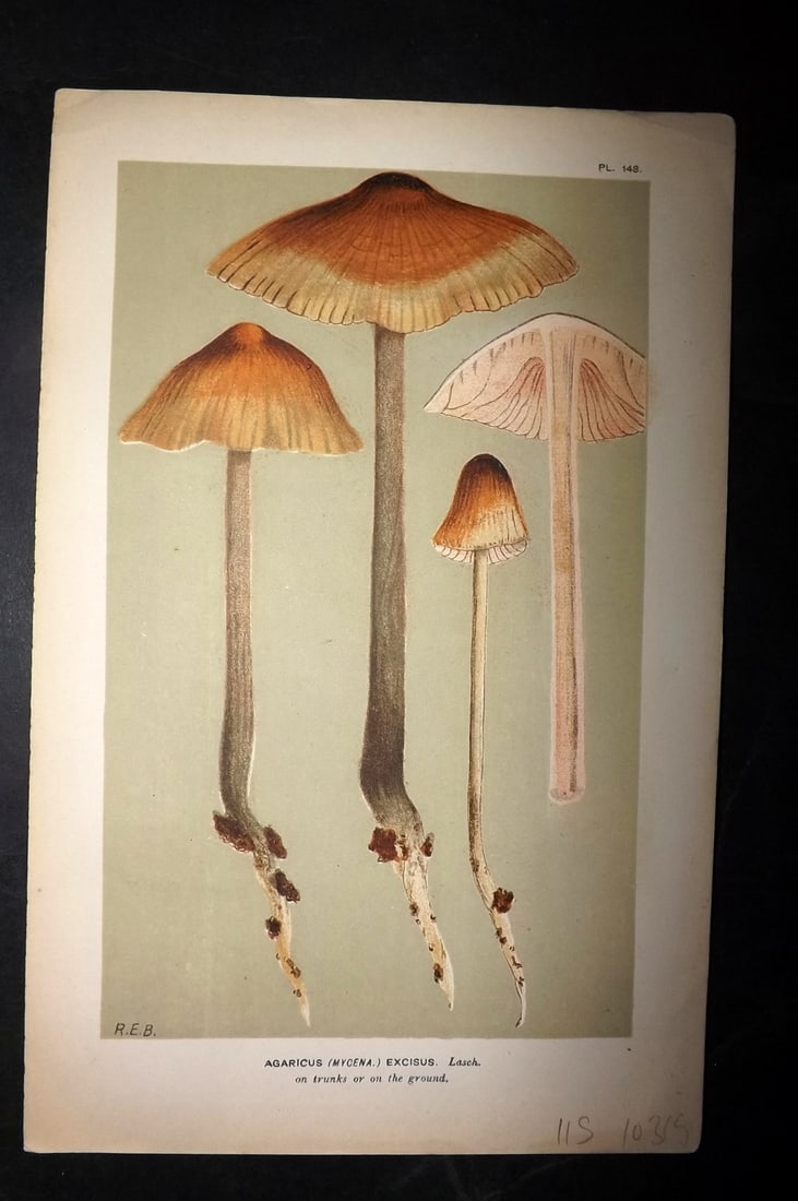 Cooke, Mordecai 1881 Antique Mushroom Print. Agaricus Excisus 148 (1 of 1)