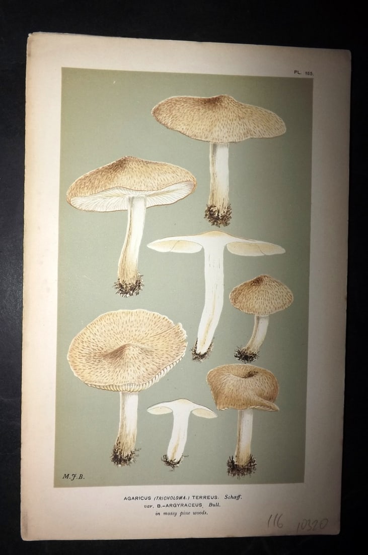 Cooke, Mordecai 1881 Antique Mushroom Print. Agaricus Terreus 165 (1 of 1)