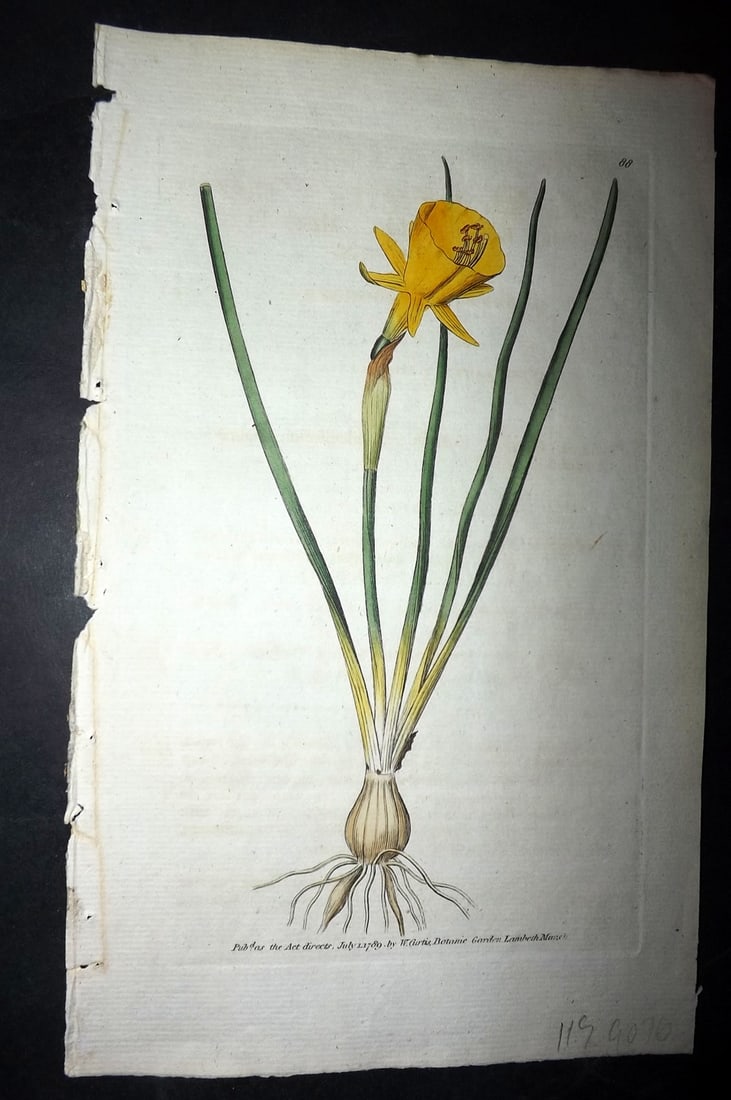 Curtis, William 1789 HCol Botanical. Hoop Petticoat Narcissus 88: Hand Colored Engraving/Etching Published 1787-1904, London for "The Botanical Magazine; or Flower-Garden Displayed" and later "Curtis's Botanical Magazine..." by William Curtis, continued by John Simm