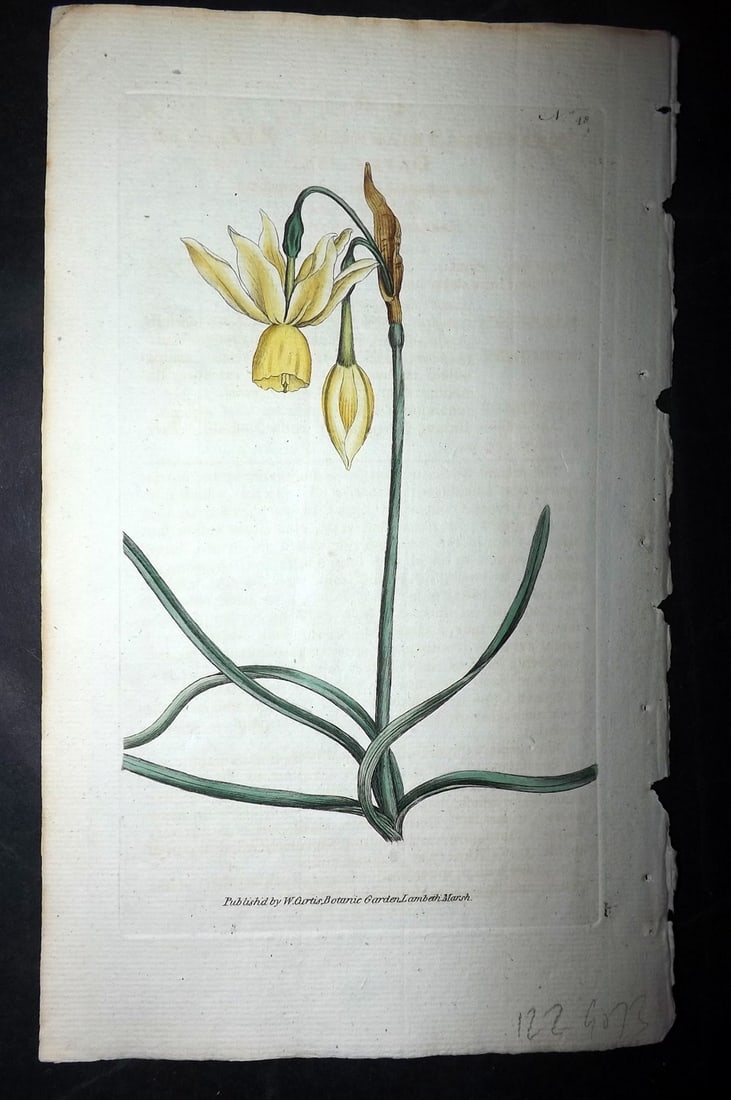 Curtis, William 1788 HCol Botanical. Reflexed Daffodil Narcissus 48 (1 of 1)