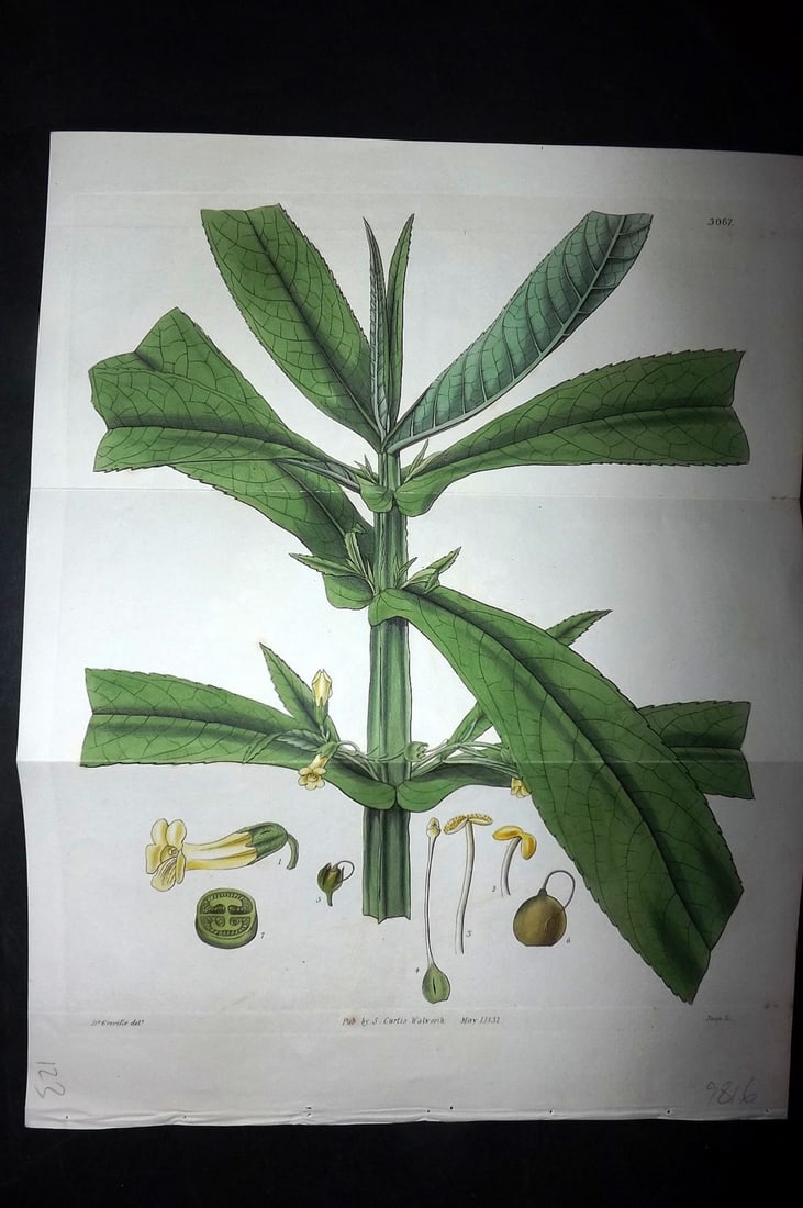Curtis, William 1831 HCol Double Botanical. Perfoliate Monkey-Flower 3067: Hand Colored Engraving/Etching Published 1787-1904, London for "The Botanical Magazine; or Flower-Garden Displayed" and later "Curtis's Botanical Magazine..." by William Curtis, continued by John Simm