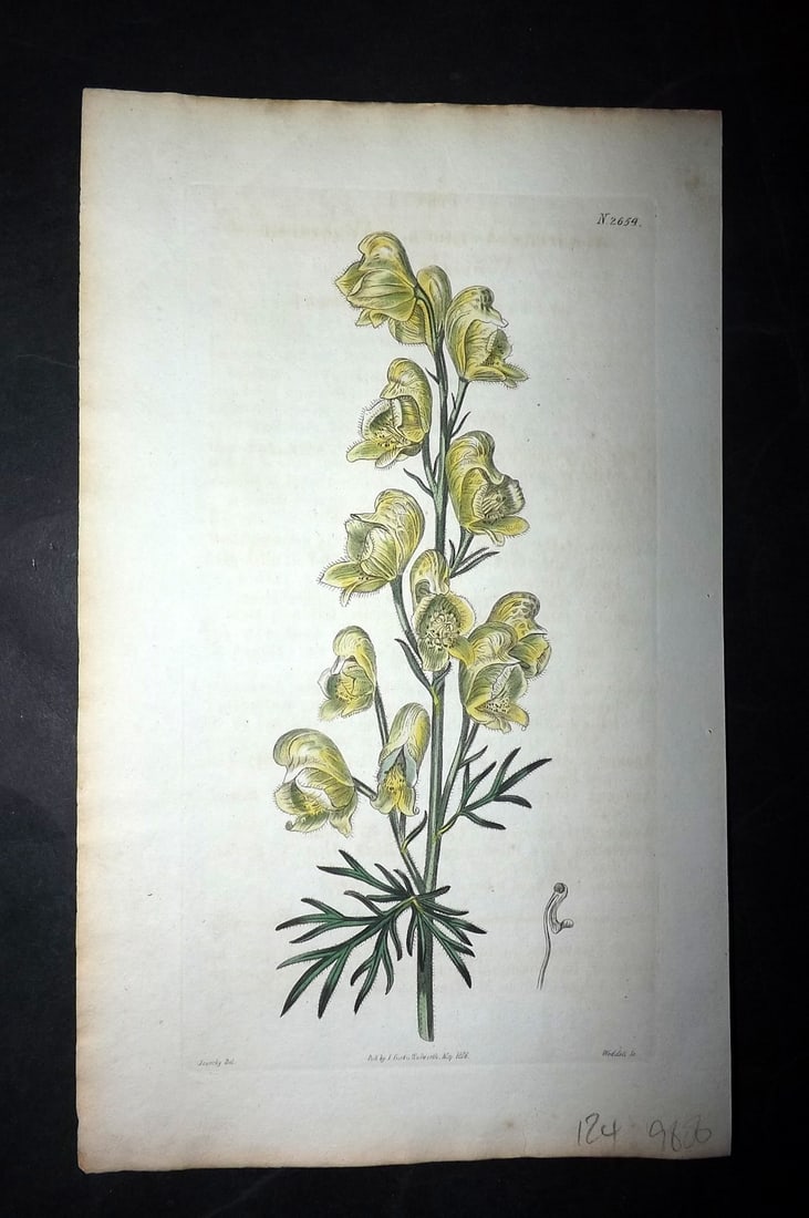 Curtis, William 1826 HCol Botanical. Wholsome Wolfe's Bane 2654 (1 of 1)