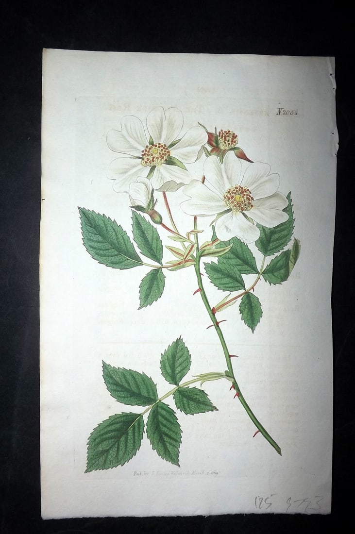 Curtis, William 1819 HCol Botanical. Ayrshire Rose 2054 (1 of 1)