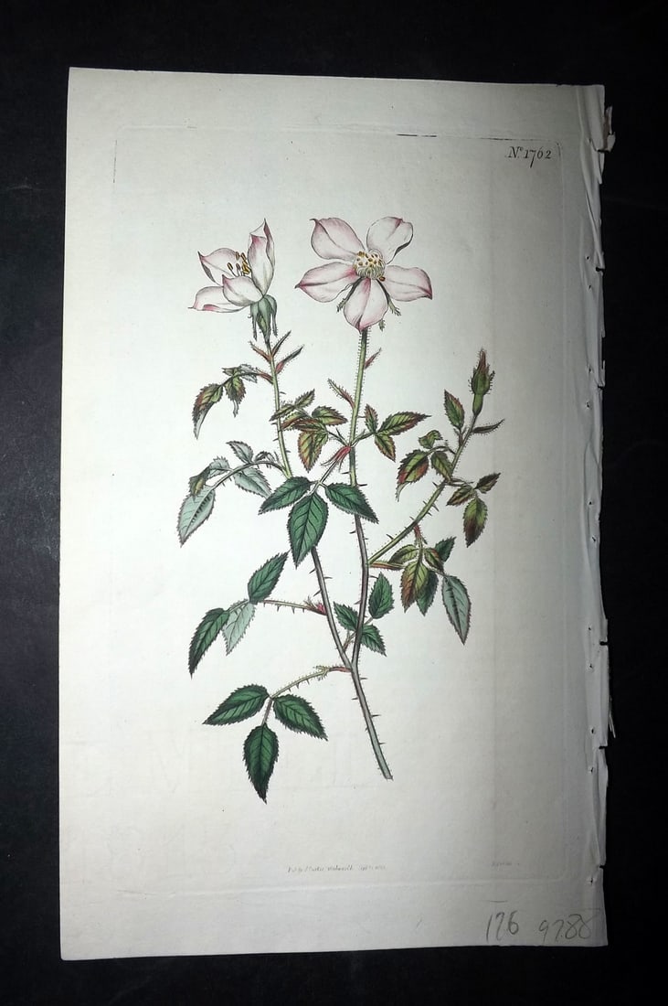 Curtis, William 1815 HCol Botanical. Miss Lawrence's Rose 1762: Hand Colored Engraving/Etching Published 1787-1904, London for "The Botanical Magazine; or Flower-Garden Displayed" and later "Curtis's Botanical Magazine..." by William Curtis, continued by John Simm