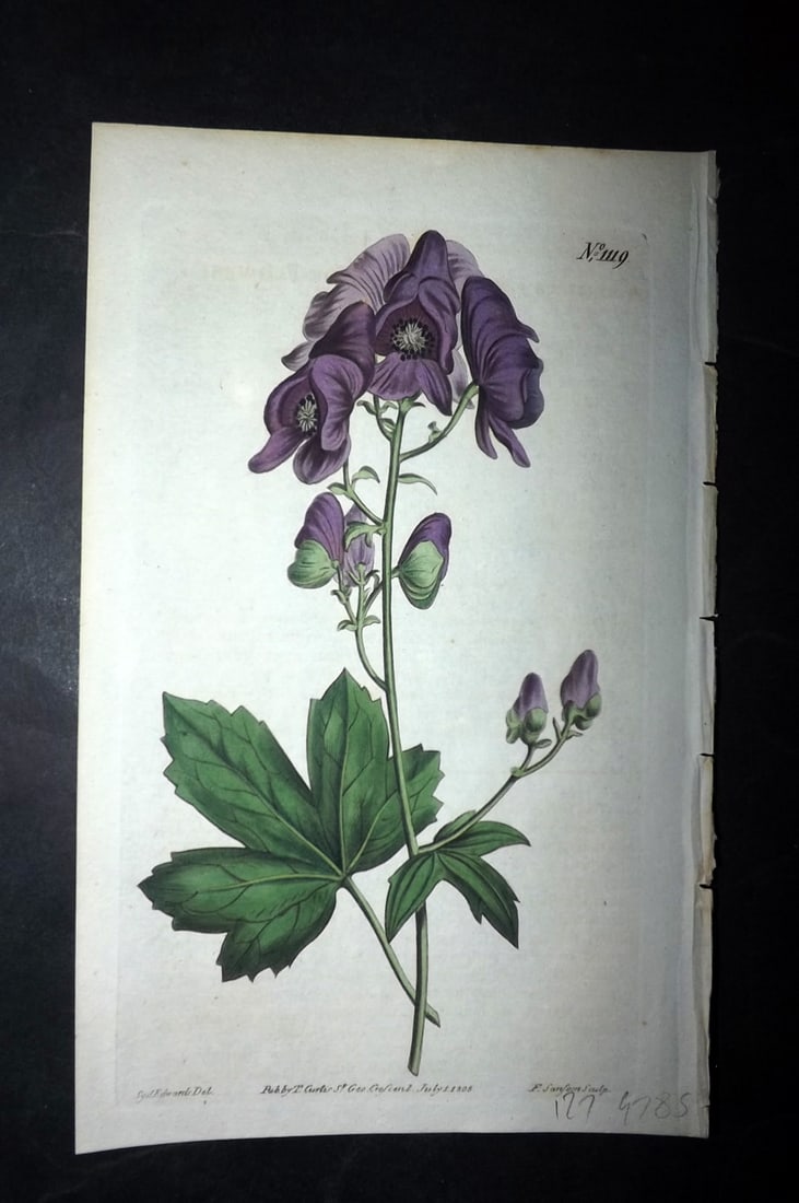 Curtis, William 1808 HCol Botanical. Hook-Flowered Wolf's Bane 1119 (1 of 1)