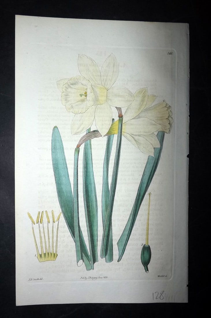 Edwards, Sydenham 1830's HCol Botanical Print. Greater Spanish White 145 (1 of 1)