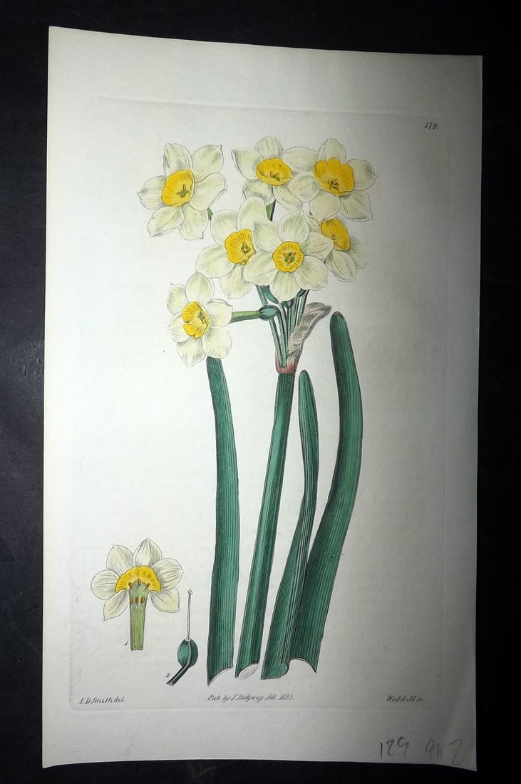 Edwards, Sydenham 1830's HCol Botanical Print. Snowflake Leaved Hermione 179 (1 of 1)