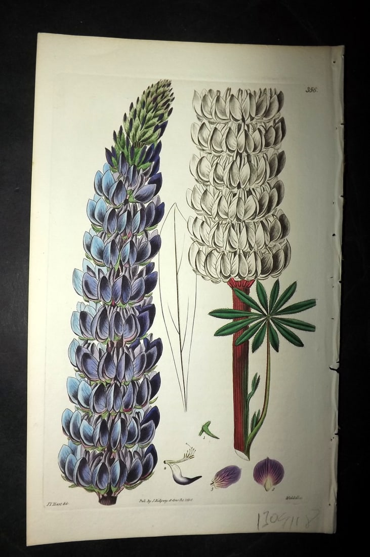Edwards, Sydenham 1830's HCol Botanical Print. Large Leaved Lupie 356 (1 of 1)
