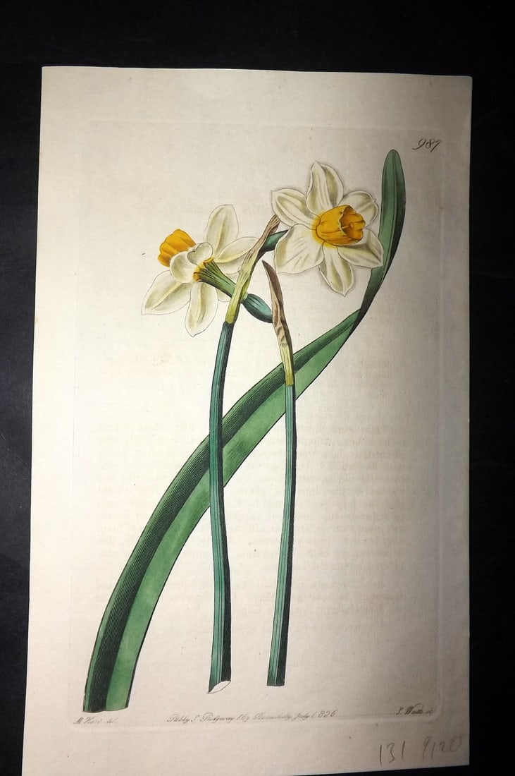 Edwards, Sydenham 1830's HCol Botanical Print. Mr Leavy's Narcissus 987 (1 of 1)