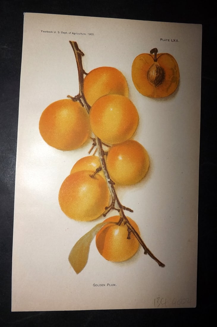 Hall 1906 Antique Fruit Print. Golden Plum 62 (1 of 1)
