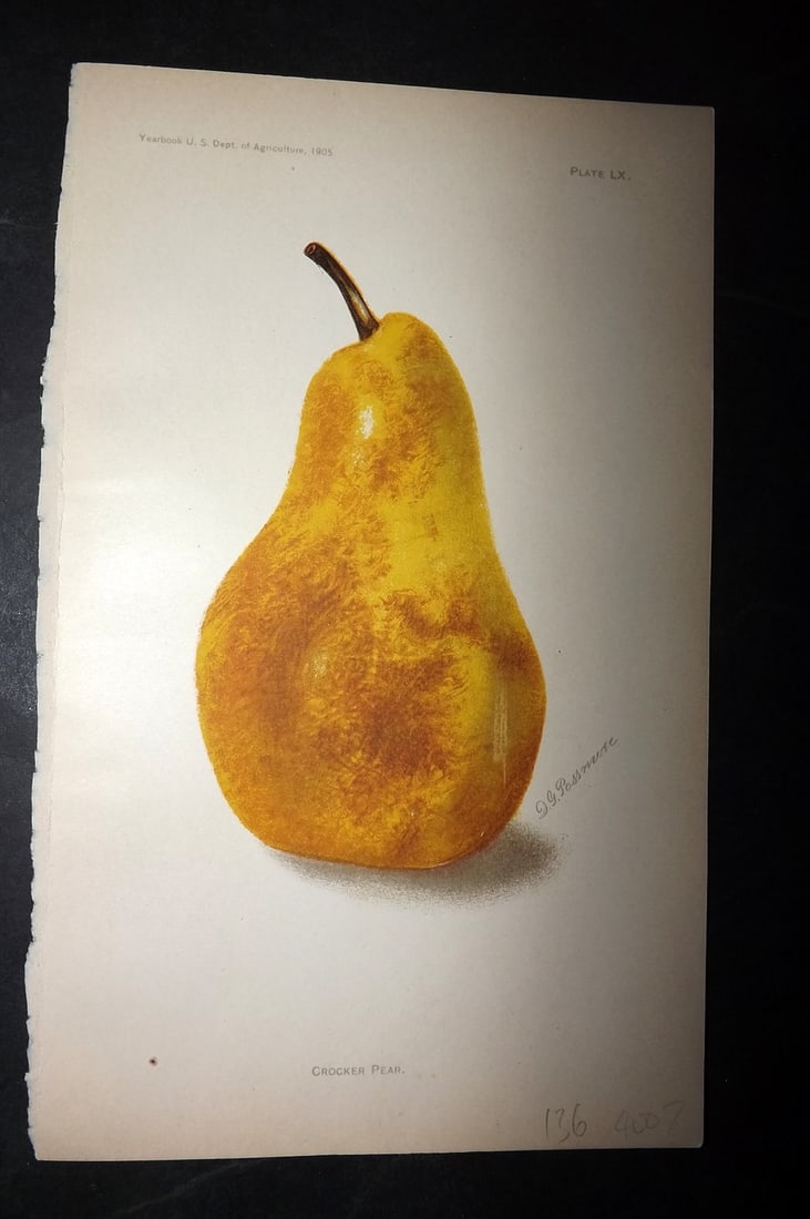 Hall 1906 Antique Fruit Print. Crocker Pear 60: Chromolithograph Published 1906, Washington for "Yearbook of the Department of Agriculture" by George William Hill. Paper Size: 9 x 6 inch (23 x 15cm) Good Condition