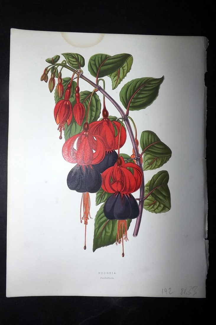 Hibberd, Shirley 1866 Antique Botanical Print. Fuchsia.: Color Printed Woodblocks (Some with additional hand color) Published 1866, London for "Greenhouse Favourites?" by Shirley Hibberd. Paper Size: 9.5 x 7 inch (24 x 18cm) Very minor water stain in top ma