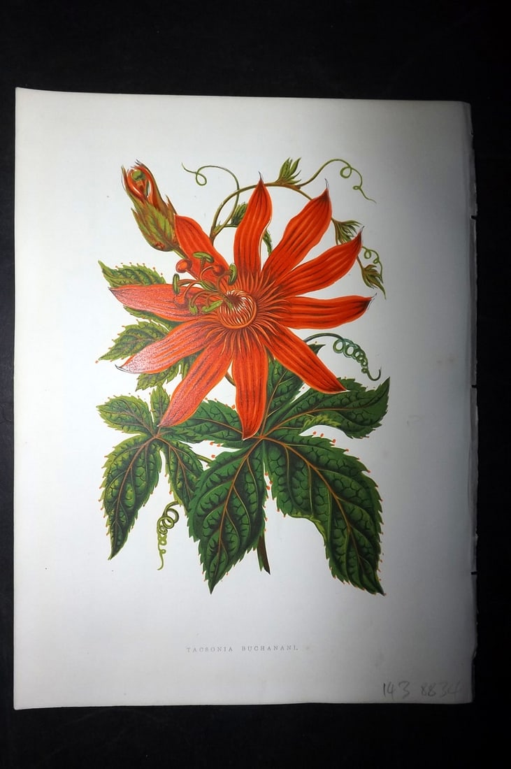 Hibberd, Shirley 1866 Antique Botanical Print. Tasconia Buchanani - Passion Flower.: Color Printed Woodblocks (Some with additional hand color) Published 1866, London for "Greenhouse Favourites?" by Shirley Hibberd. Paper Size: 9.5 x 7 inch (24 x 18cm) Good Condition