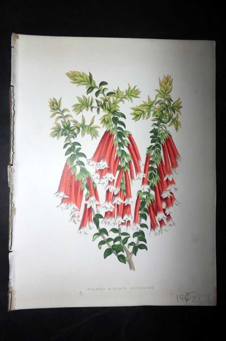 Hibberd, Shirley 1866 Antique Botanical Print. Epacris Miniata Splendens.: Color Printed Woodblocks (Some with additional hand color) Published 1866, London for "Greenhouse Favourites?" by Shirley Hibberd. Paper Size: 9.5 x 7 inch (24 x 18cm) Good Condition