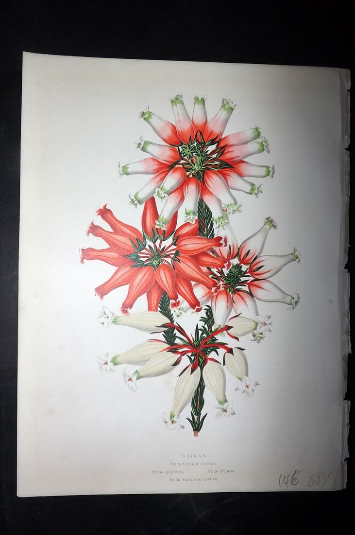 Hibberd, Shirley 1866 Antique Botanical Print. Ericas.: Color Printed Woodblocks (Some with additional hand color) Published 1866, London for "Greenhouse Favourites?" by Shirley Hibberd. Paper Size: 9.5 x 7 inch (24 x 18cm) Good Condition