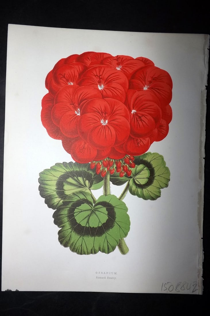 Hibberd, Shirley 1866 Antique Botanical Print. Geranium.: Color Printed Woodblocks (Some with additional hand color) Published 1866, London for "Greenhouse Favourites?" by Shirley Hibberd. Paper Size: 9.5 x 7 inch (24 x 18cm) Good Condition