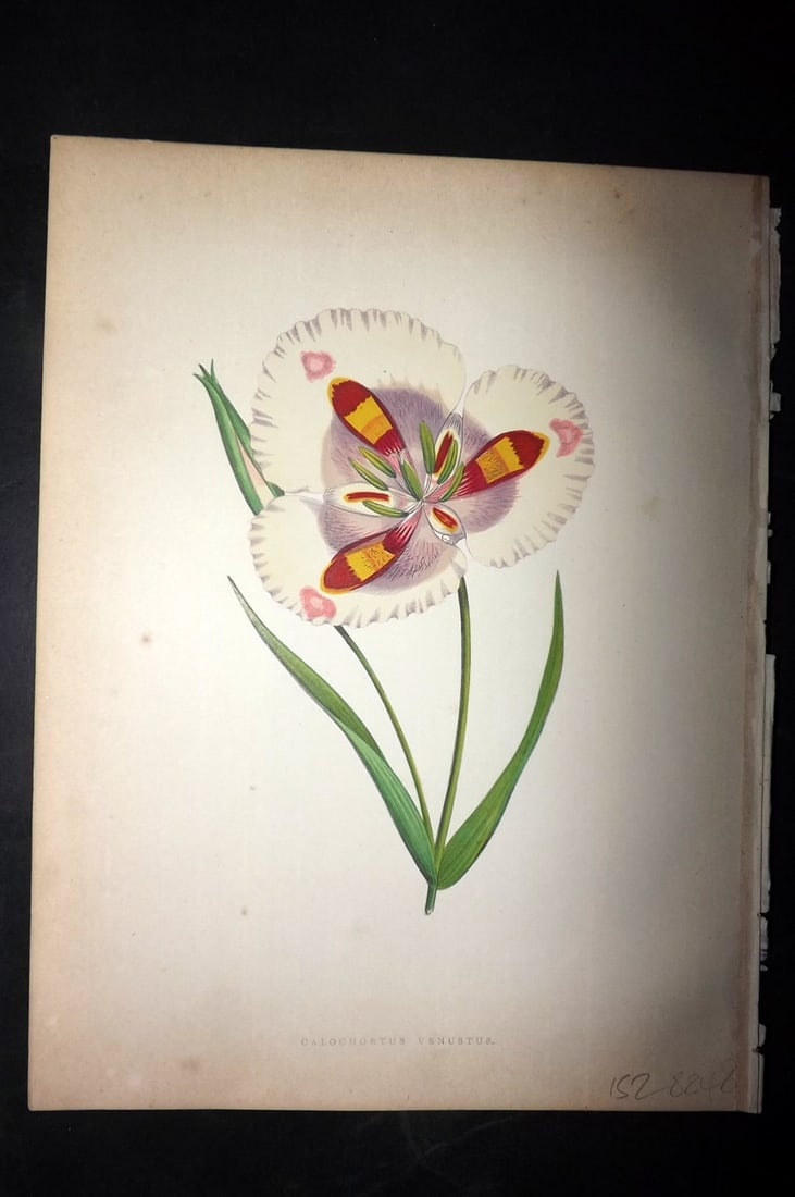 Hibberd, Shirley 1866 Antique Botanical Print. Calochortus Venustus. California Lily.: Color Printed Woodblocks (Some with additional hand color) Published 1866, London for "Greenhouse Favourites?" by Shirley Hibberd. Paper Size: 9.5 x 7 inch (24 x 18cm) Good Condition