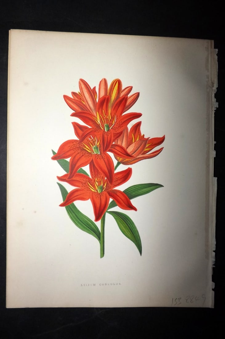 Hibberd, Shirley 1866 Antique Botanical Print. Lilium Concolor. Lily. (1 of 1)