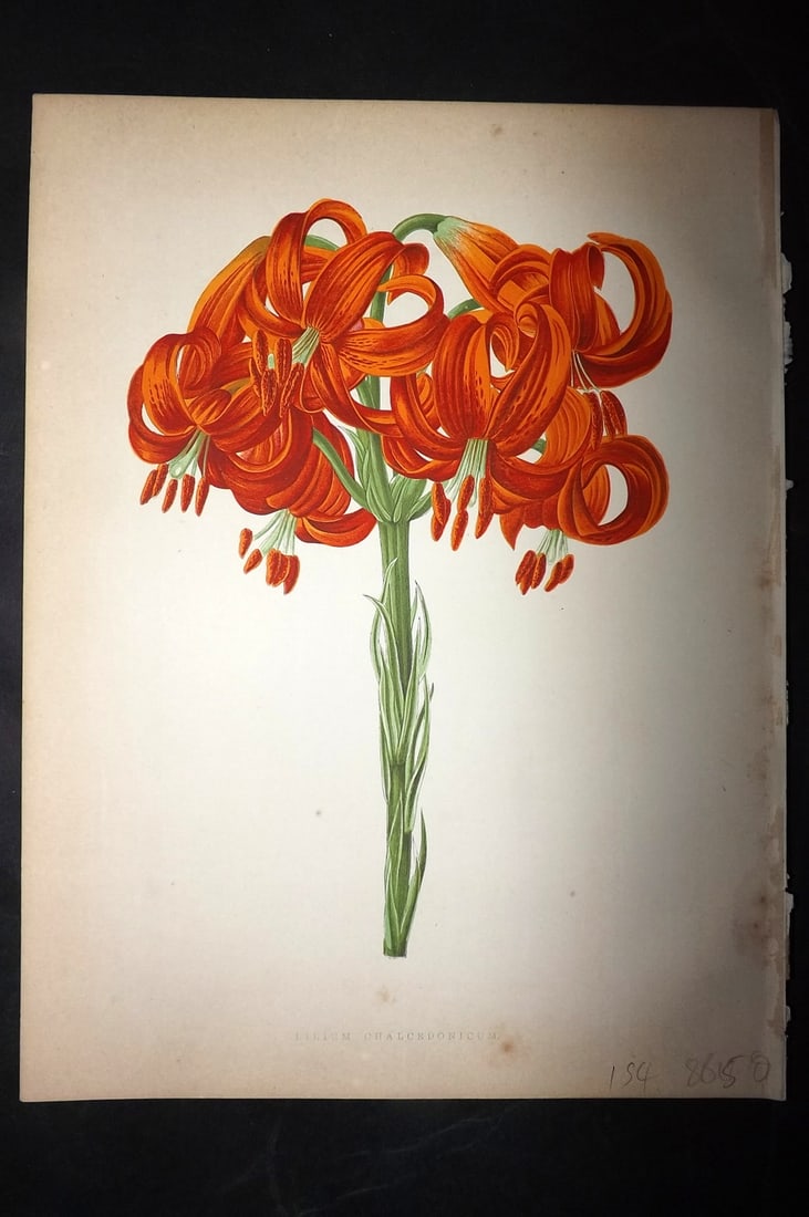 Hibberd, Shirley 1866 Antique Botanical Print. Lilium Chalcedonicum. Lily. (1 of 1)