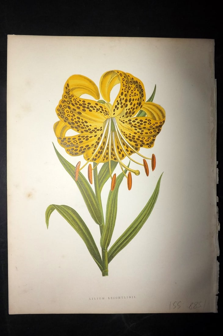 Hibberd, Shirley 1866 Antique Botanical Print. Lilium Leichtlinii. Lily. (1 of 1)