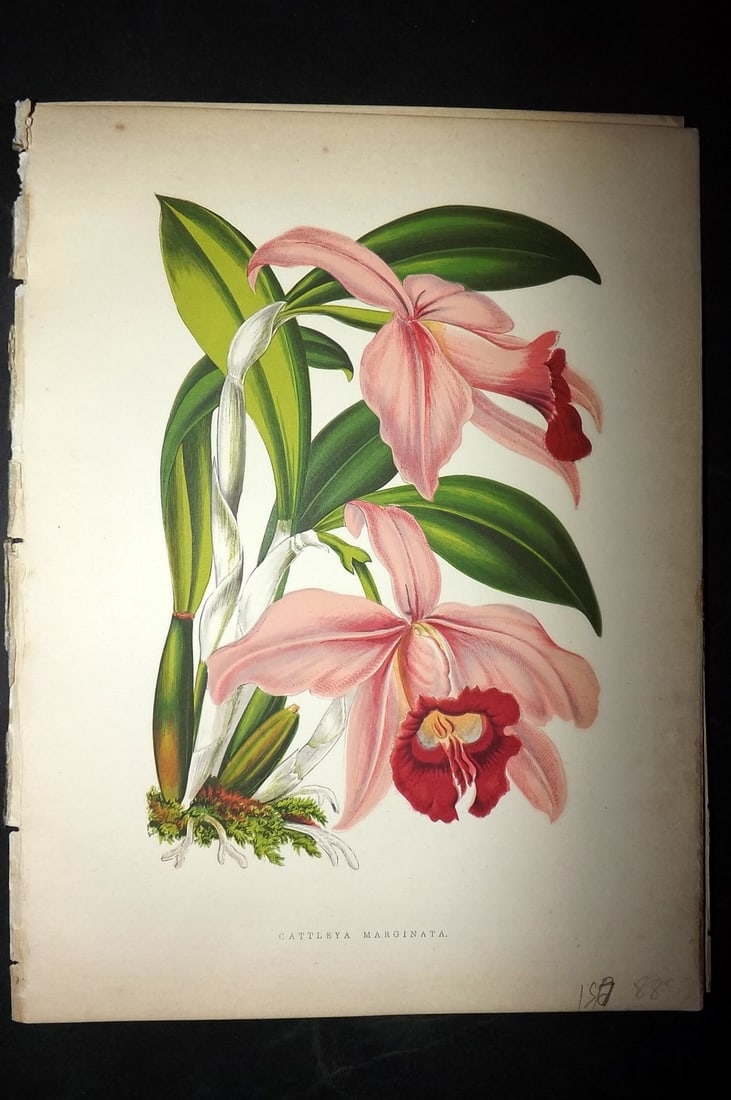 Hibberd, Shirley 1866 Antique Botanical Print. Cattleya Marginata. Orchid.: Color Printed Woodblocks (Some with additional hand color) Published 1866, London for "Greenhouse Favourites?" by Shirley Hibberd. Paper Size: 9.5 x 7 inch (24 x 18cm) Good Condition