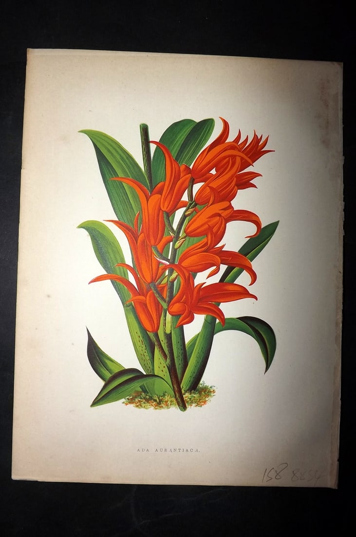 Hibberd, Shirley 1866 Antique Botanical Print. Ada Aurantiaca.: Color Printed Woodblocks (Some with additional hand color) Published 1866, London for "Greenhouse Favourites?" by Shirley Hibberd. Paper Size: 9.5 x 7 inch (24 x 18cm) Good Condition