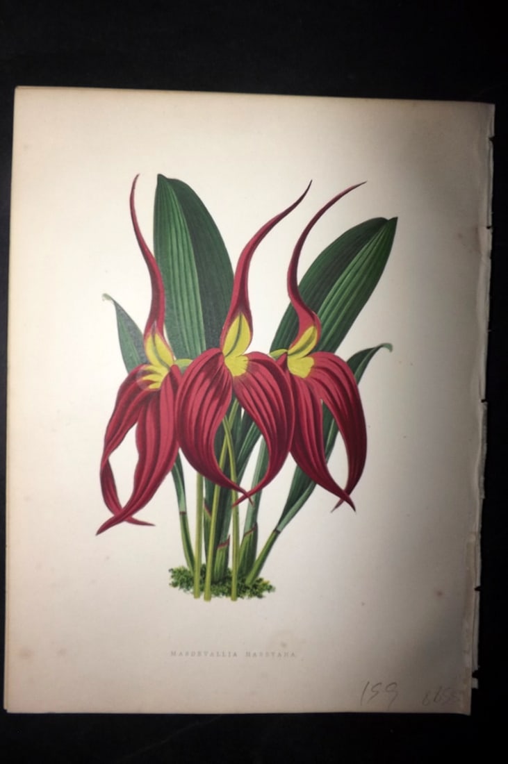 Hibberd, Shirley 1866 Antique Botanical Print. Masdevallia Harryana. Orchid: Color Printed Woodblocks (Some with additional hand color) Published 1866, London for "Greenhouse Favourites?" by Shirley Hibberd. Paper Size: 9.5 x 7 inch (24 x 18cm) Good Condition