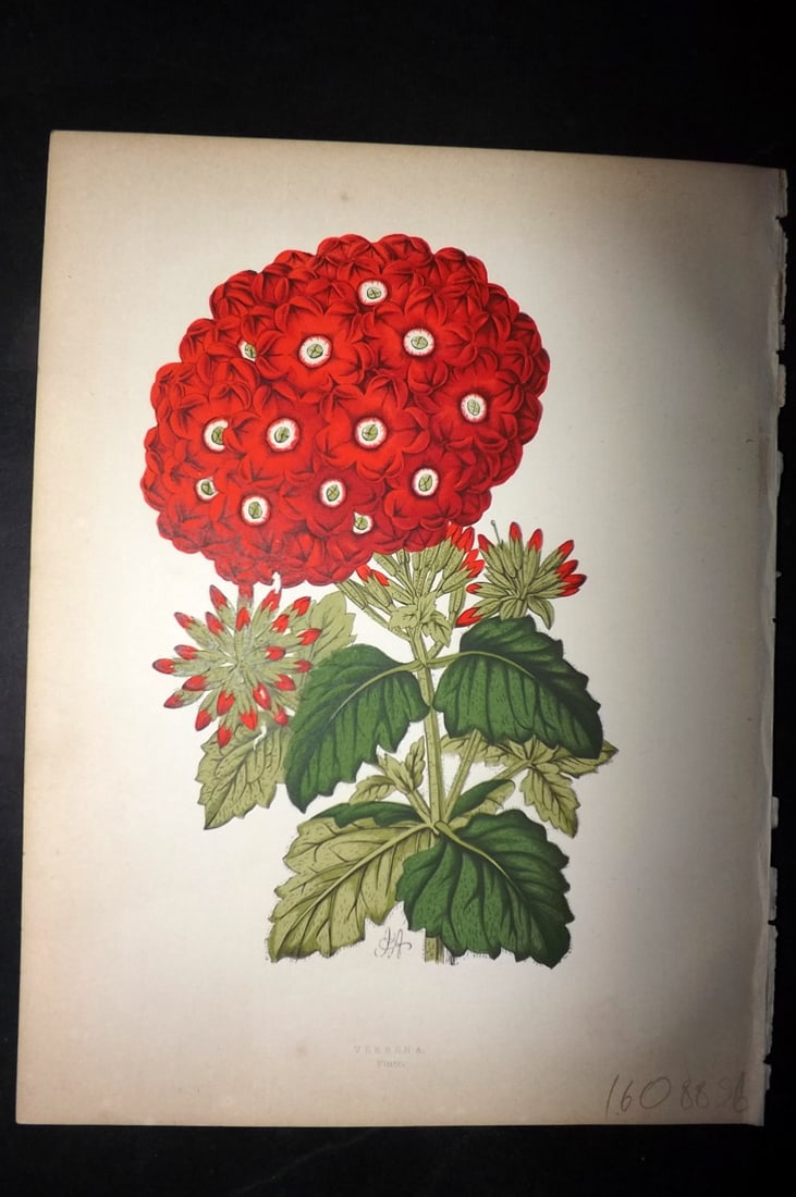 Hibberd, Shirley 1866 Antique Botanical Print. Verbena.: Color Printed Woodblocks (Some with additional hand color) Published 1866, London for "Greenhouse Favourites?" by Shirley Hibberd. Paper Size: 9.5 x 7 inch (24 x 18cm) Good Condition