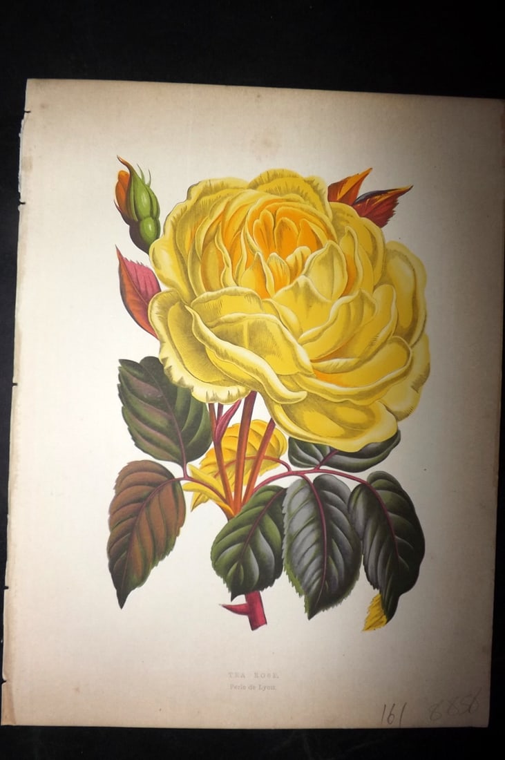 Hibberd, Shirley 1866 Antique Botanical Print. Tea Rose.: Color Printed Woodblocks (Some with additional hand color) Published 1866, London for "Greenhouse Favourites?" by Shirley Hibberd. Paper Size: 9.5 x 7 inch (24 x 18cm) Good Condition
