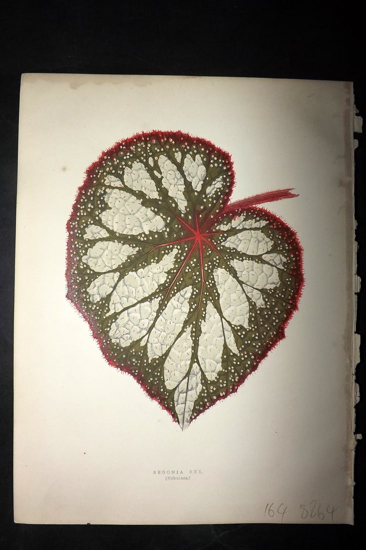 Hibberd, Shirley 1866 Antique Botanical Print. Begonia Rex.: Color Printed Woodblocks (Some with additional hand color) Published 1866, London for "Greenhouse Favourites?" by Shirley Hibberd. Paper Size: 9.5 x 7 inch (24 x 18cm) Very minor margin toning. Good C