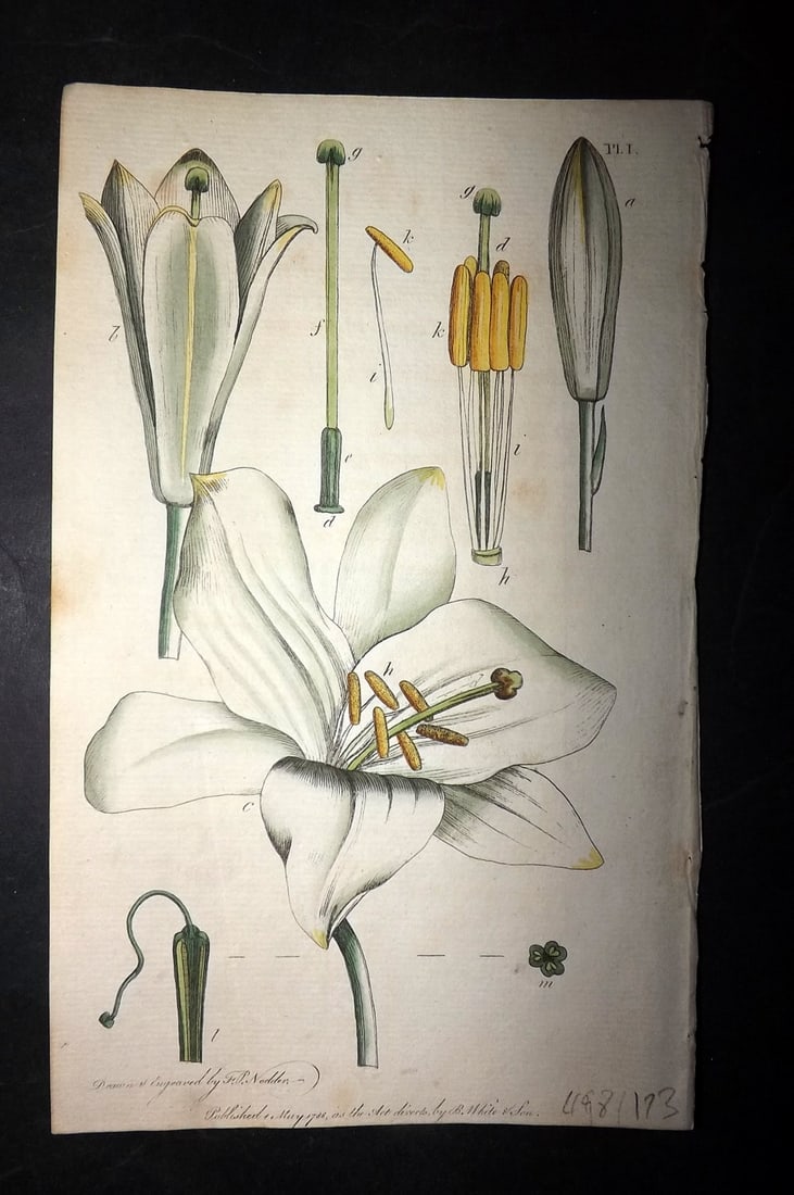 Nodder & Martyn 1787 Hand Col Botanical Print. White Lily 01.: Copper Plate Published 1787, London for "Thirty-eight Plates, with Explanations, Intended to Illustrate Linnaeus's System of Vegetables" by Thomas Martyn. Drawn & Engraved by Frederick Polydore Nodder