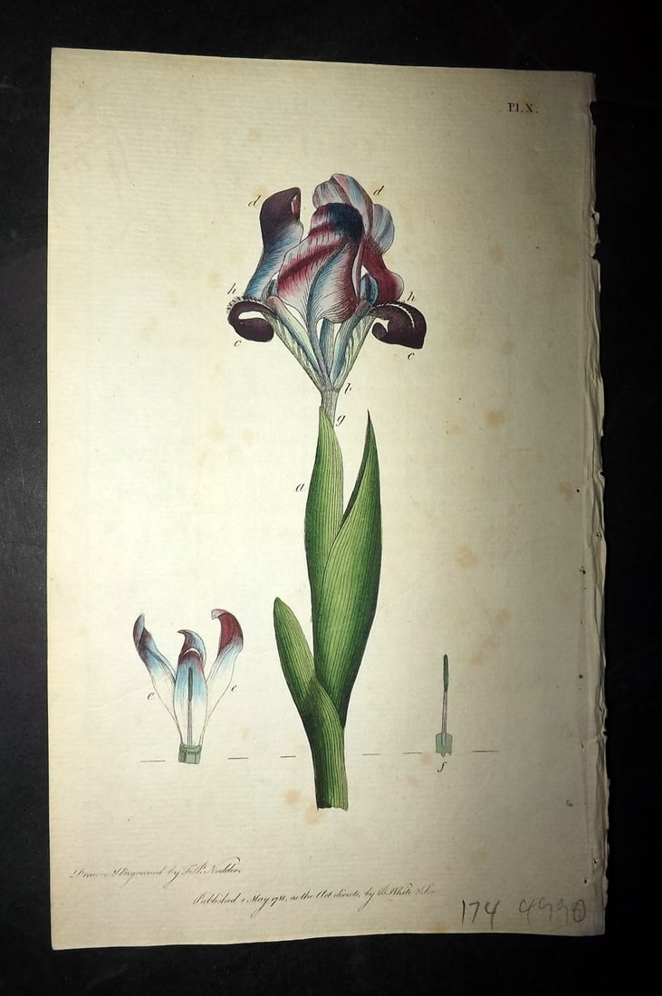 Nodder & Martyn 1787 Hand Col Botanical Print. Iris Pumila 10 (1 of 1)