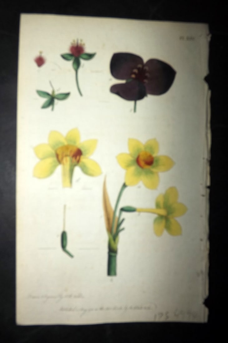 Nodder & Martyn 1787 Hand Col Botanical Print. Virginian Spiderwort, Polyanthus Narcissus 14: Copper Plate Published 1787, London for "Thirty-eight Plates, with Explanations, Intended to Illustrate Linnaeus's System of Vegetables" by Thomas Martyn. Drawn & Engraved by Frederick Polydore Nodder