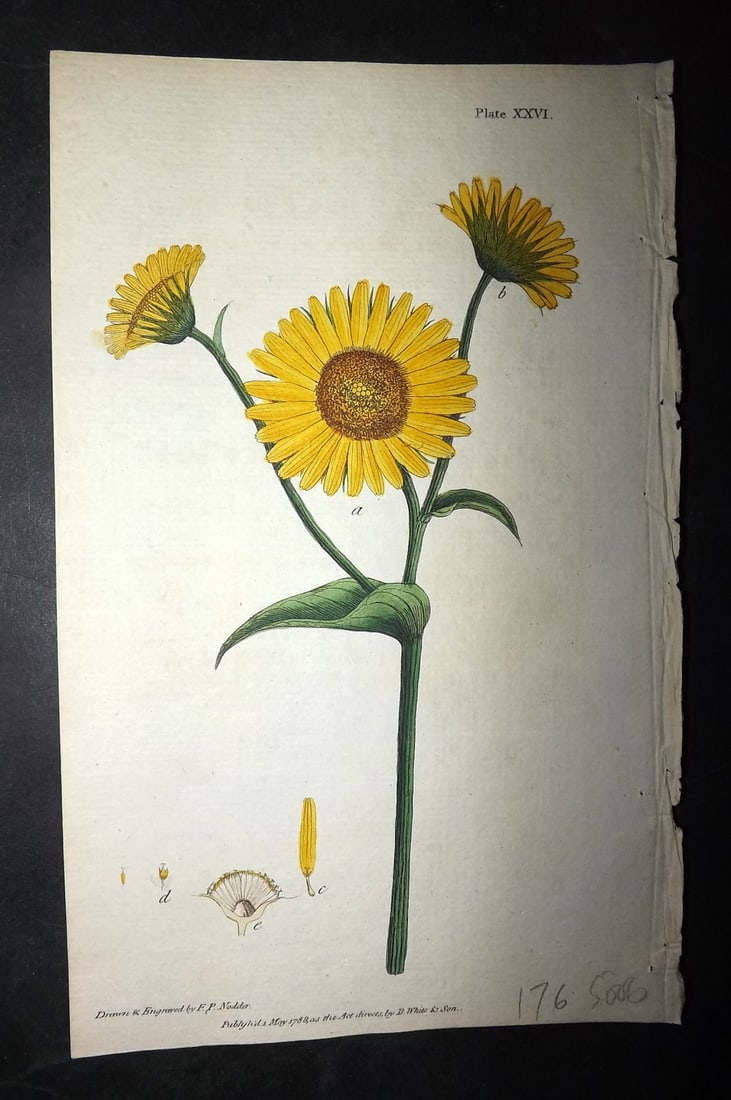 Nodder & Martyn 1787 Hand Col Botanical Print. Leopard's Bane 26: Copper Plate Published 1787, London for "Thirty-eight Plates, with Explanations, Intended to Illustrate Linnaeus's System of Vegetables" by Thomas Martyn. Drawn & Engraved by Frederick Polydore Nodder