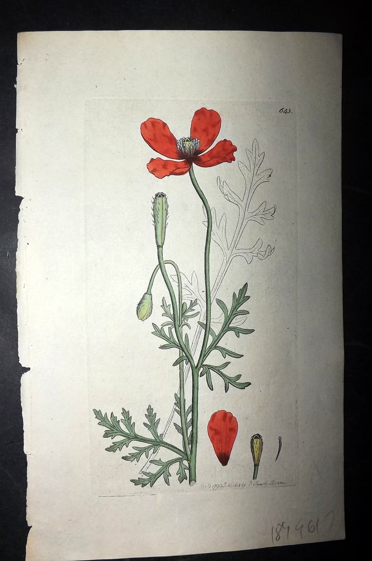 Sowerby, James C1800 Hand Col Botanical Print. Long Rough Headed Poppy 643 (1 of 1)