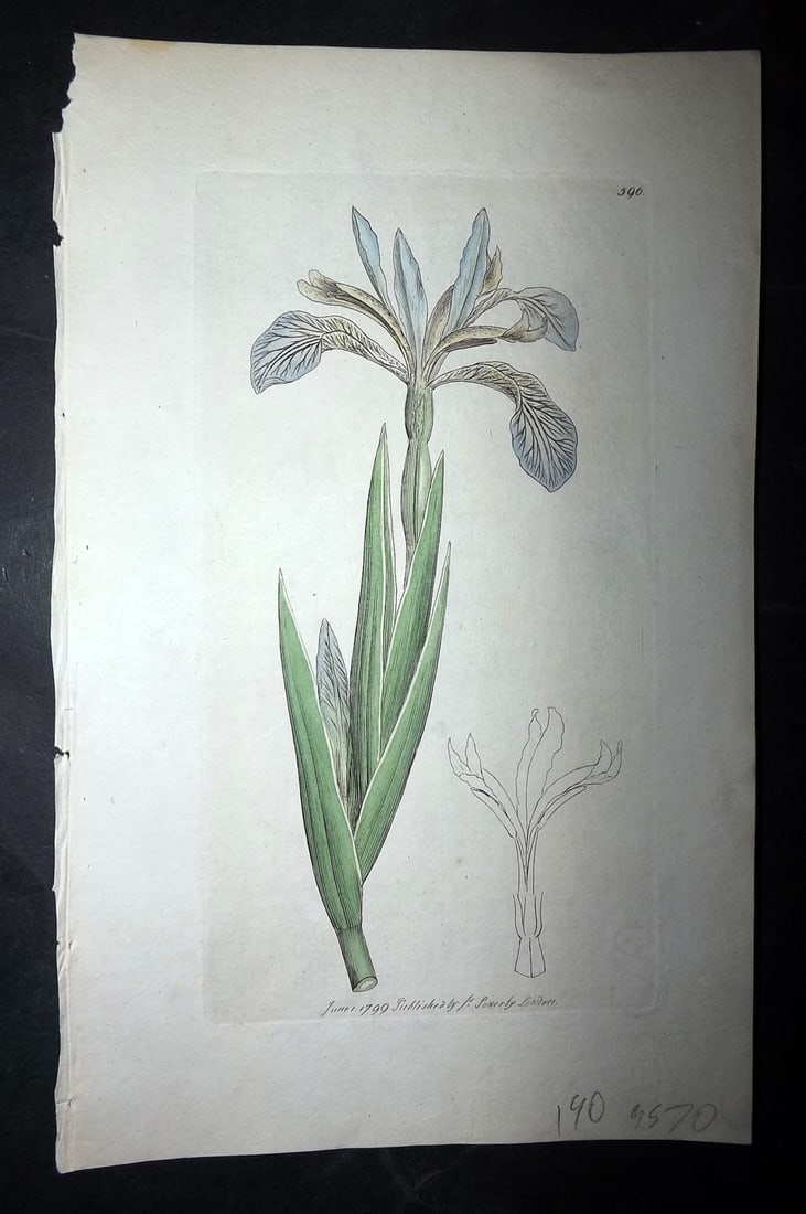 Sowerby, James C1800 Hand Col Botanical Print. Stinking Iris 596 (1 of 1)
