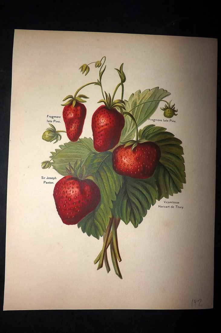 Wright, John 1894 Antique Fruit Print. Strawberries (1 of 1)