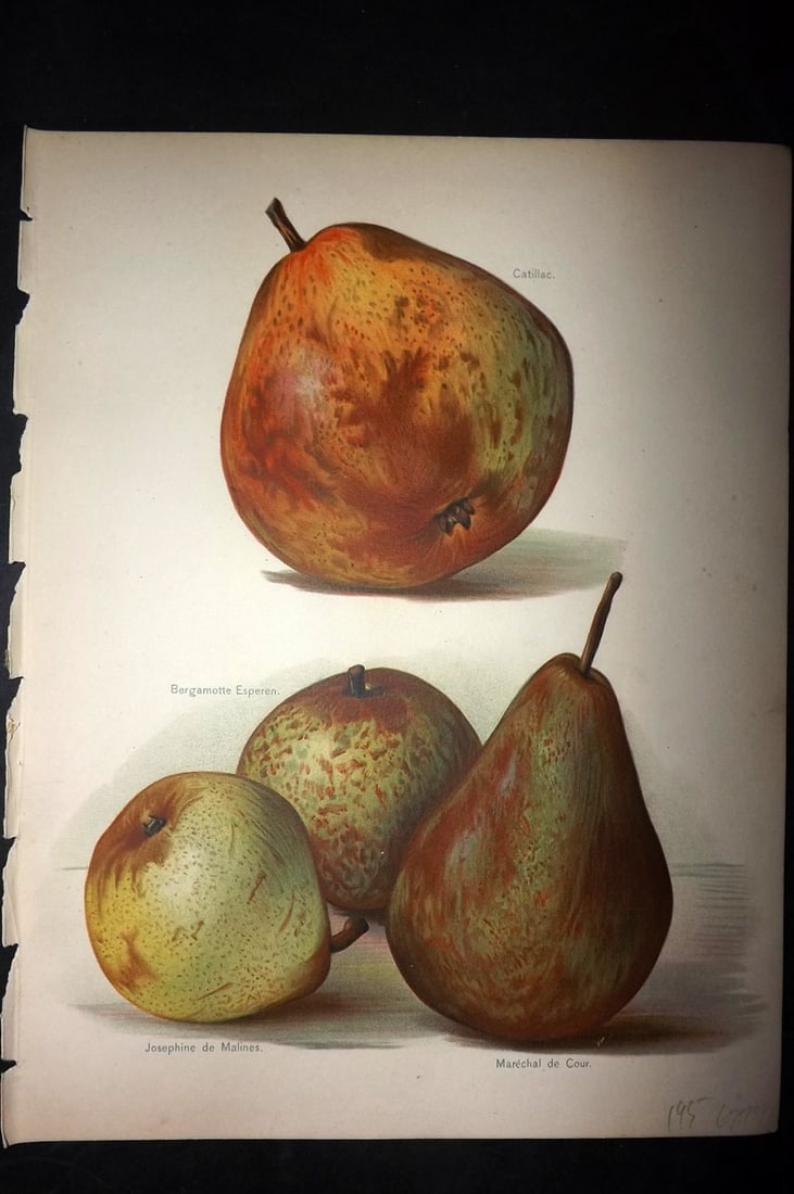Wright, John 1894 Antique Fruit Print. Pears - Catillac, Bergamotte, Josephine, Marechal de Cour: Chromolithographs Published 1892-4 by J.S. Virtue & Co, London for "The Fruit Growers Guide" First Edition by John Wright. Paper Size: 11 x 8 inch (28 x 21cm) One with minor margin tone mark. Good Con