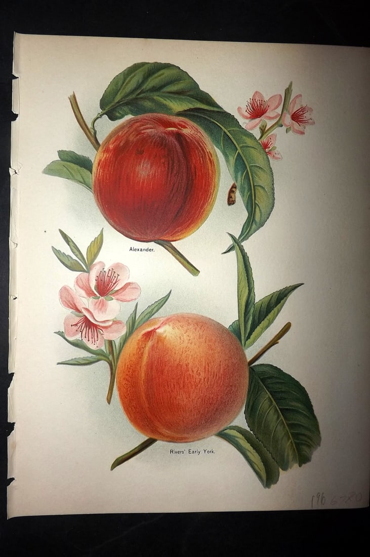 Wright, John 1894 Antique Fruit Print. Apples - Alexander, River's Early York (1 of 1)