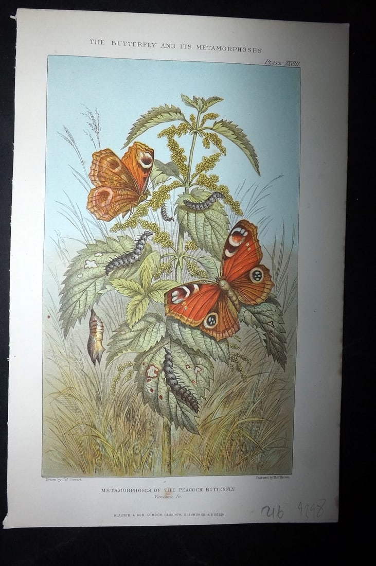 Blackie (Pub) 1893 Print. Metamorphoses of the Peacock Butterfly (1 of 1)