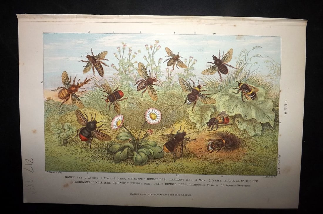 Blackie (Pub) 1893 Print. Bees (1 of 1)