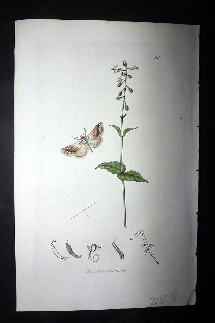 Curtis, William 1826 Hand Col Insect Botanical Print. Erastria Ostrina 140 (1 of 1)