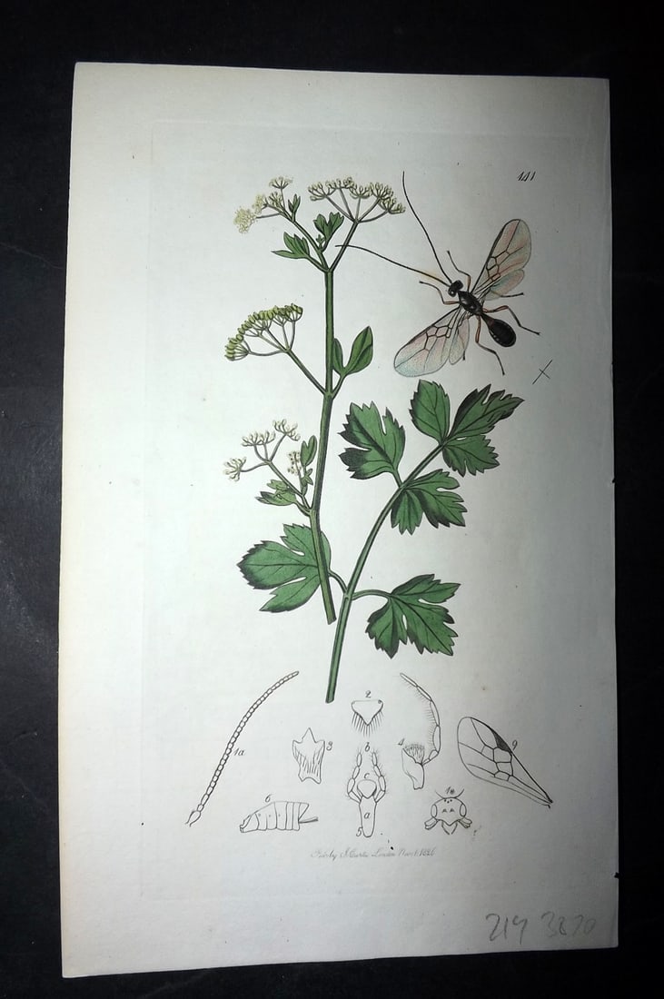 Curtis, William 1826 Hand Col Insect Botanical Print. Alysia Apii 141 (1 of 1)