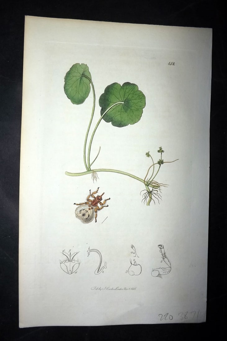 Curtis, William 1826 Hand Col Insect Botanical Print. The Sheep Louse 142 (1 of 1)