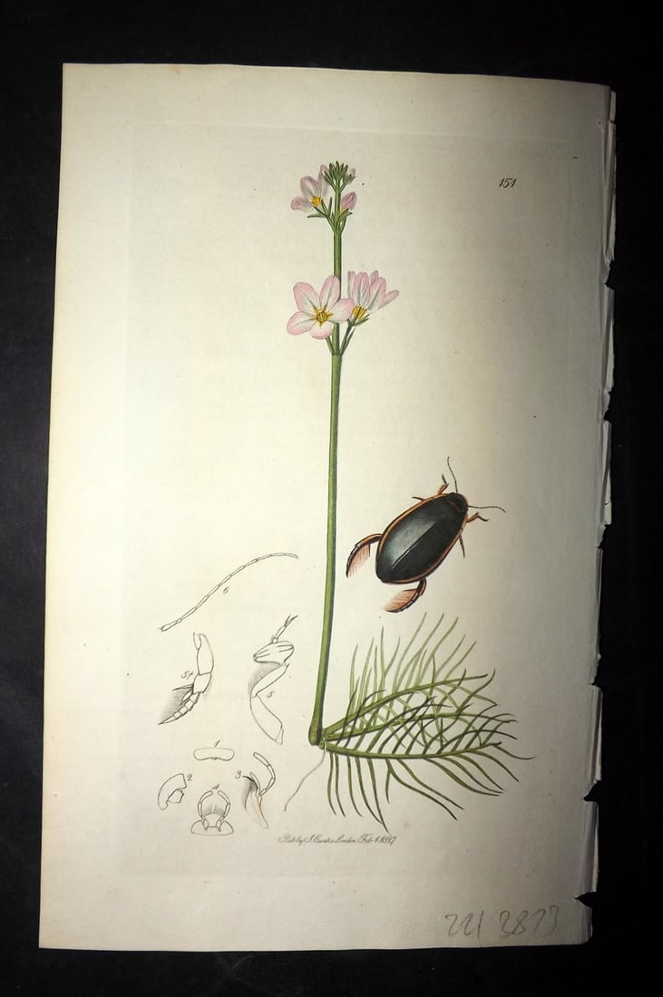 Curtis, William 1827 Hand Col Insect Botanical Print. Cybister Roeselii 151: Hand Colored Etching Published 1823-39, London for "British Entomology: Being Illustrations and Descriptions of the Genera of Insects found in Great Britain and Ireland" First Edition by John Curtis. 